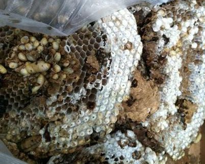 云南昆明機場X光機掃描儀驚現馬蜂窩聞所未聞[圖]